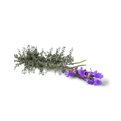 Compare to aroma EUCALYPTUS AIR FRESHENER & BURNING OIL® (Wholesale) - REGEN THE BODY