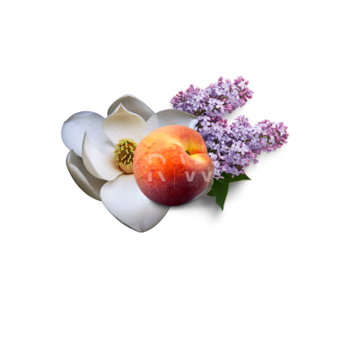 Compare to aroma FEBREZE FRESH AIR FRESHENER & BURNING OIL®  (Wholesale) - REGEN THE BODY