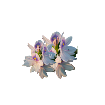 Compare to aroma FRESH LINEN AIR FRESHENER & BURNING OIL®  (Wholesale) - REGEN THE BODY